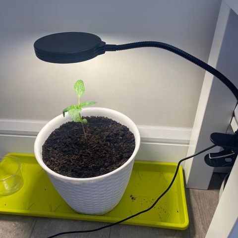 CBD ratio growlog timeline photo