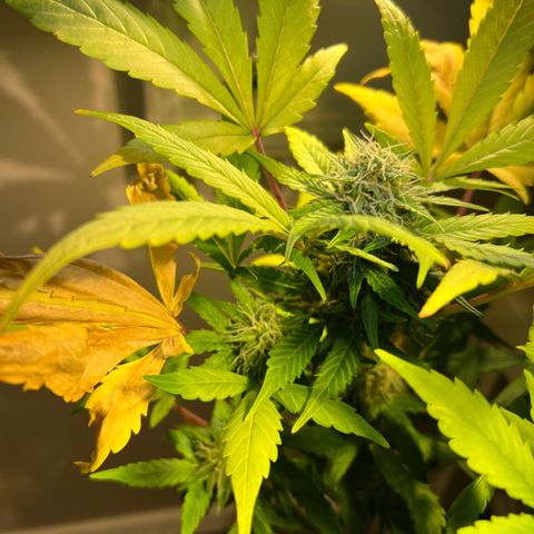 CBD ratio growlog timeline photo