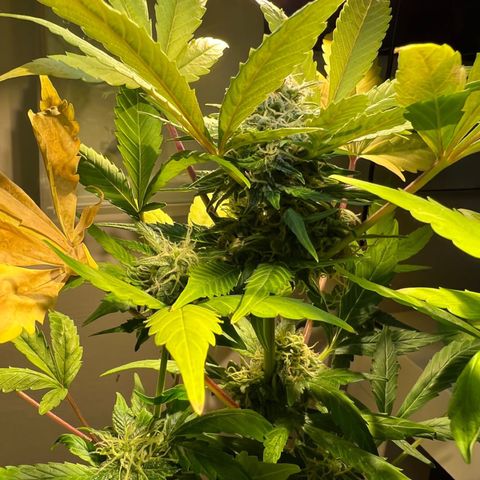 CBD ratio growlog timeline photo