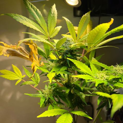 CBD ratio growlog timeline photo