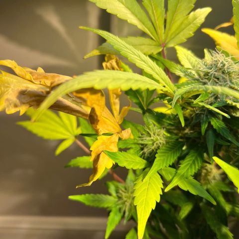 CBD ratio growlog timeline photo