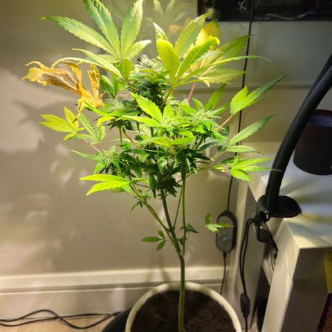 CBD ratio growlog timeline photo