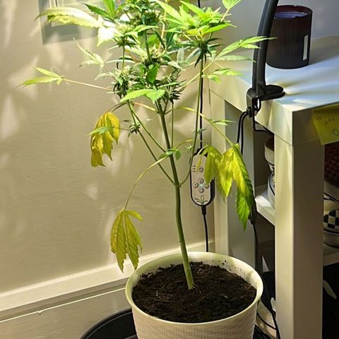 CBD ratio growlog timeline photo