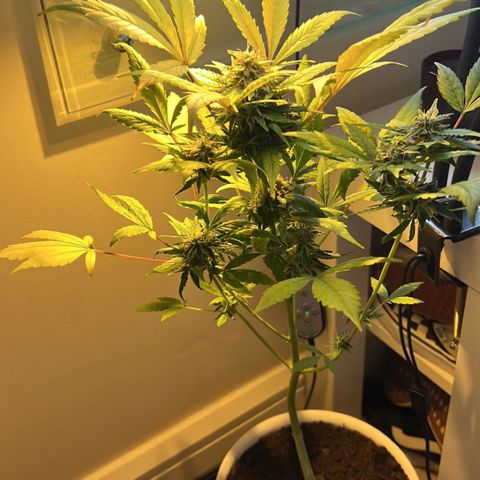 CBD ratio growlog timeline photo