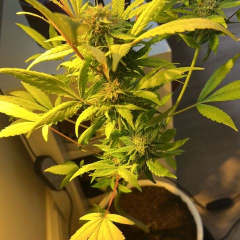 CBD ratio growlog timeline photo