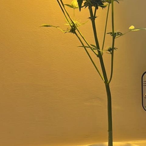 CBD ratio growlog timeline photo