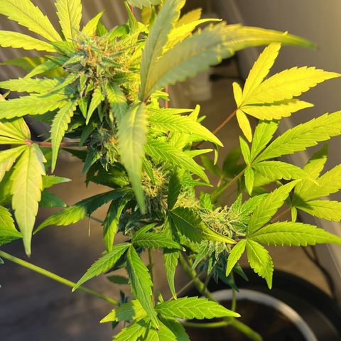 CBD ratio growlog timeline photo