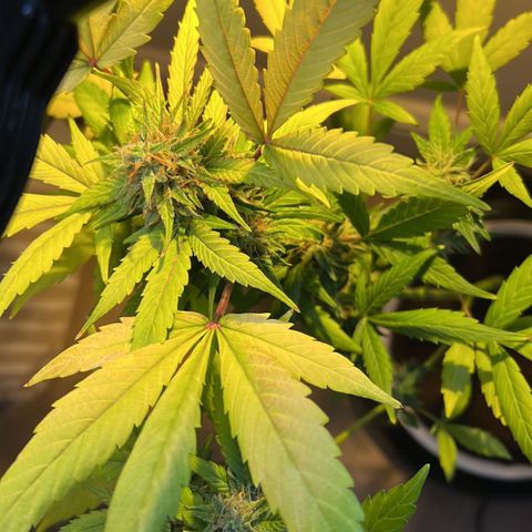 CBD ratio growlog timeline photo