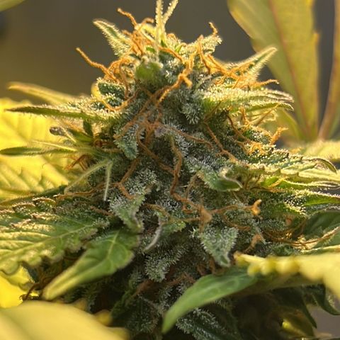 CBD ratio growlog timeline photo