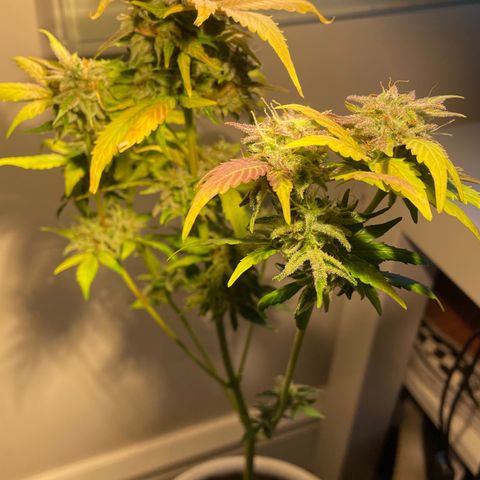 CBD ratio growlog timeline photo