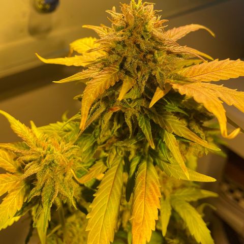 CBD ratio growlog timeline photo