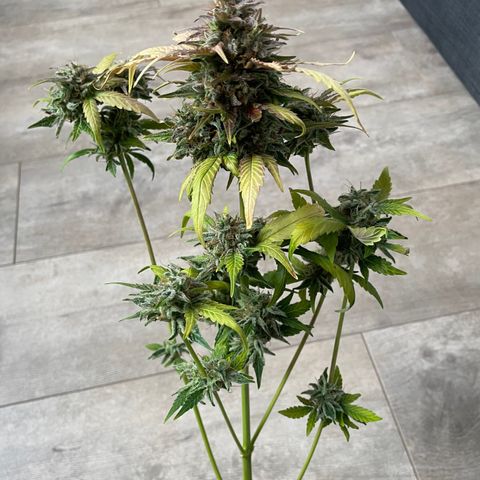 CBD ratio growlog timeline photo