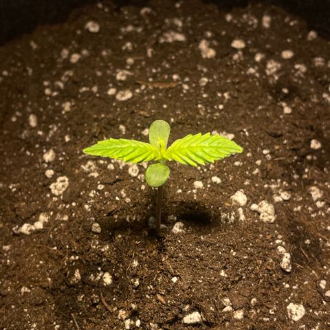 Bloody Skunk Auto growlog timeline photo