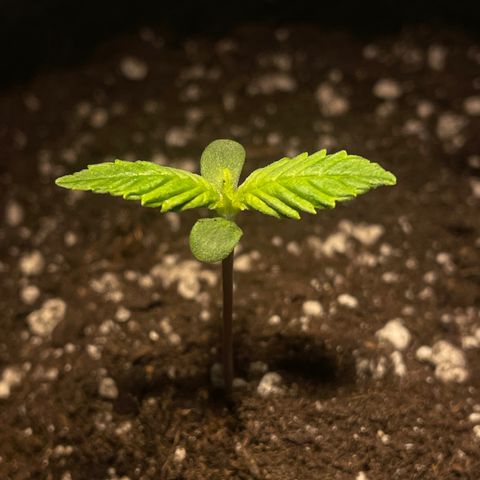 Bloody Skunk Auto growlog timeline photo