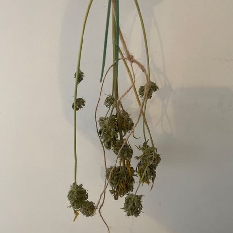 CBD ratio growlog timeline photo