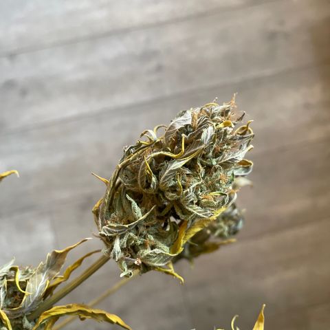CBD ratio growlog timeline photo