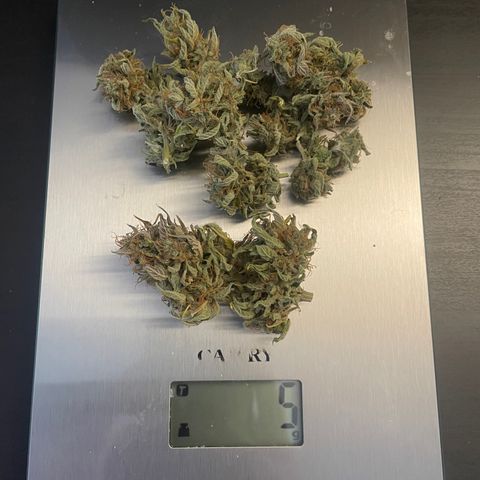 CBD ratio growlog timeline photo