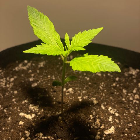 Bloody Skunk Auto growlog timeline photo
