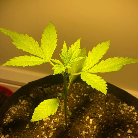 Bloody Skunk Auto growlog timeline photo