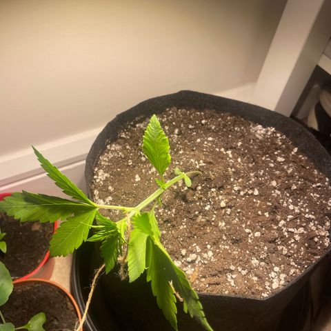 Bloody Skunk Auto growlog timeline photo