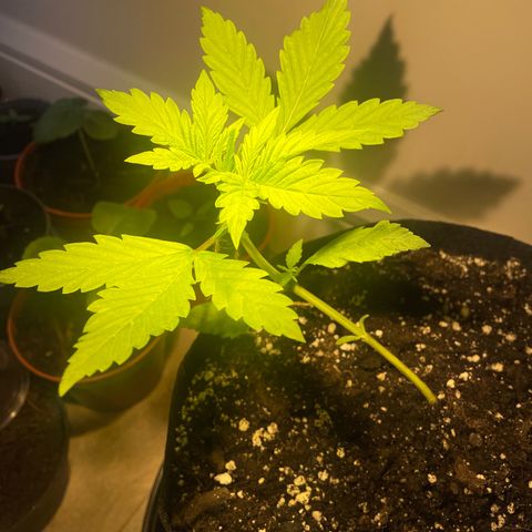 Bloody Skunk Auto growlog timeline photo