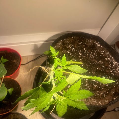 Bloody Skunk Auto growlog timeline photo