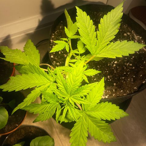 Bloody Skunk Auto growlog timeline photo