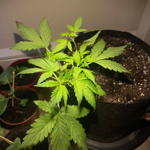Bloody Skunk Auto growlog photo: First pistils
