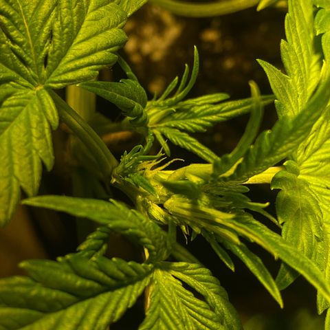 Bloody Skunk Auto growlog photo: First pistils