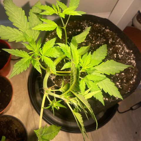 Bloody Skunk Auto growlog timeline photo