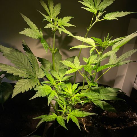 Bloody Skunk Auto growlog timeline photo