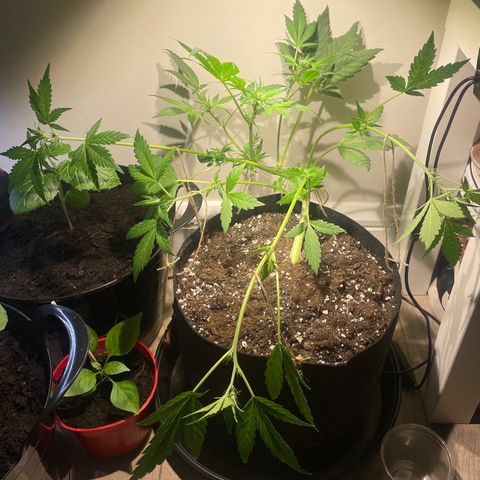 Bloody Skunk Auto growlog timeline photo