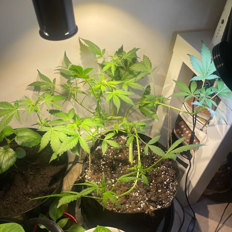 Bloody Skunk Auto growlog timeline photo