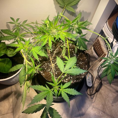 Bloody Skunk Auto growlog timeline photo