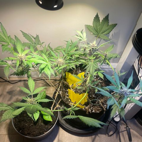 Bloody Skunk Auto growlog timeline photo