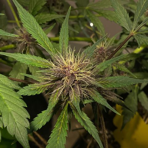 Bloody Skunk Auto growlog timeline photo