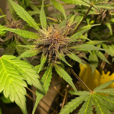 Bloody Skunk Auto growlog timeline photo