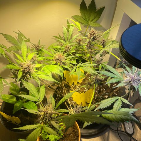 Bloody Skunk Auto growlog timeline photo