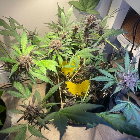 Bloody Skunk Auto growlog timeline photo