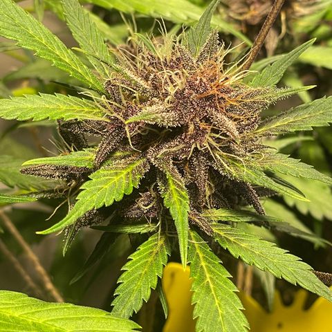 Bloody Skunk Auto growlog timeline photo