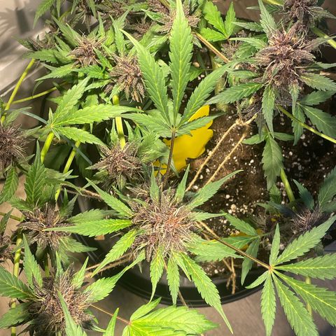 Bloody Skunk Auto growlog timeline photo