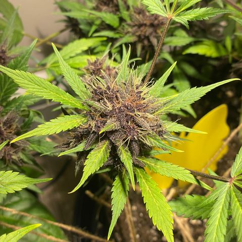 Bloody Skunk Auto growlog timeline photo