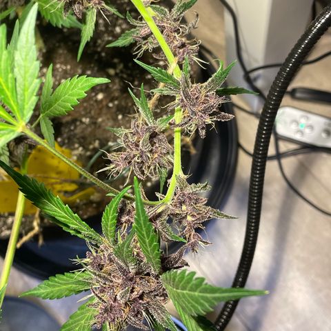 Bloody Skunk Auto growlog timeline photo