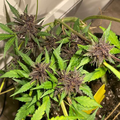 Bloody Skunk Auto growlog timeline photo