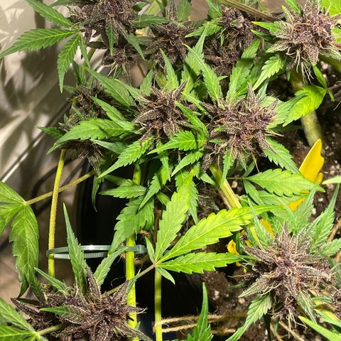 Bloody Skunk Auto growlog timeline photo