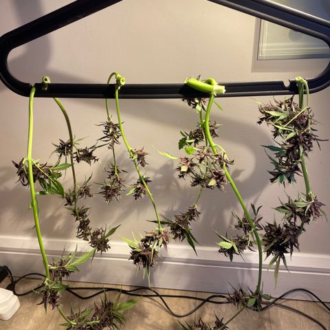 Bloody Skunk Auto growlog timeline photo