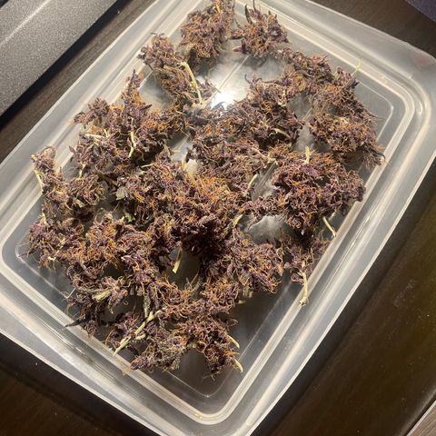 Bloody Skunk Auto growlog timeline photo