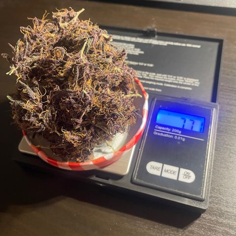 Bloody Skunk Auto growlog timeline photo