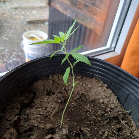 Jardín de Rosas 1 growlog photo: Ya está paradita!