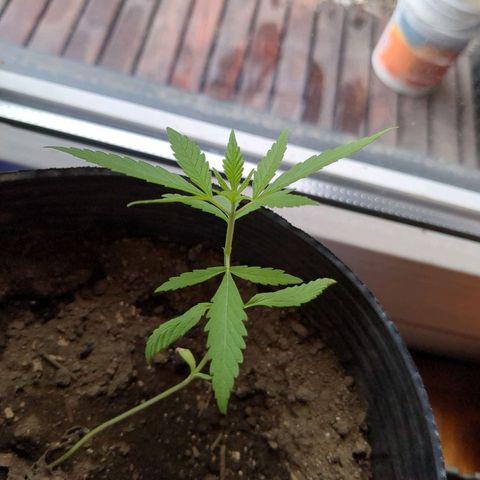 Jardín de Rosas 1 growlog timeline photo